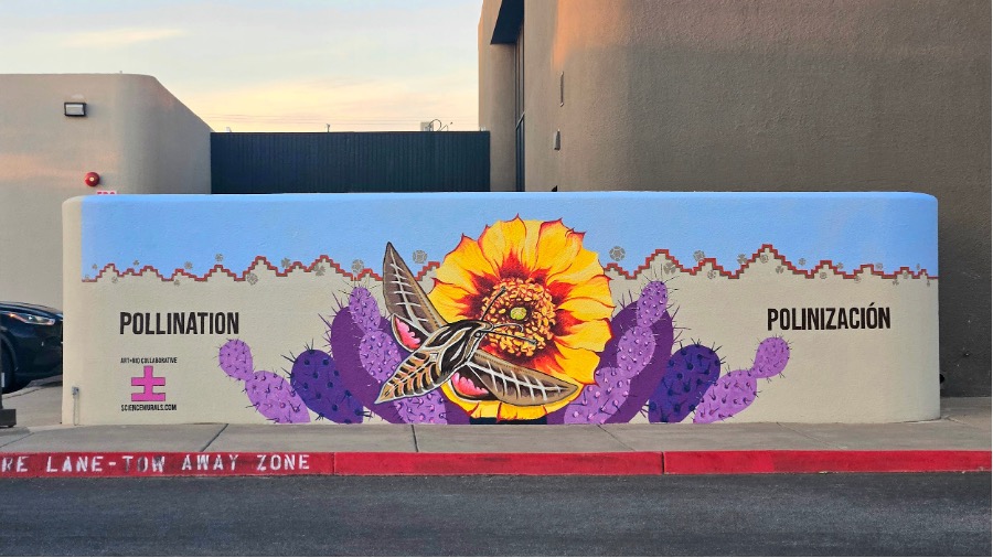 “Pollination/Polinización” a Science Mural at the YWCA Shirley Leavell Branch by the Art±Bio Collaborative captures the remarkable moment when a White-lined Sphinx Moth (Hyles lineata) hovers in midair, its proboscis reaching into the luminous fiery bloom of a Long-spined Purple Prickly Pear Cactus (Opuntia macrocentra). Photo by: Stephanie Dowdy-Nava, 2024.