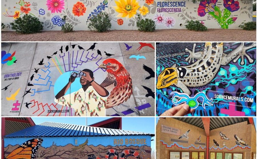 Art±Bio Science Murals can be found in New England and along the U.S.-Mexico border. Through vivid biological imagery and simple language they depict scientific concepts, areas of study, unique habitats, and iconic desert species, like Florescence/Florescencia, Ornithology, Nocturnal Gecko Vision, Rio Bosque, and Endemic Species/Especia Endemica: Opuntia Arenaria. Photos by: Stephanie Dowdy-Nava and Saúl Nava