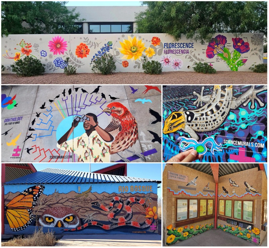 Art±Bio Science Murals can be found in New England and along the U.S.-Mexico border. Through vivid biological imagery and simple language they depict scientific concepts, areas of study, unique habitats, and iconic desert species, like Florescence/Florescencia, Ornithology, Nocturnal Gecko Vision, Rio Bosque, and Endemic Species/Especia Endemica: Opuntia Arenaria. Photos by: Stephanie Dowdy-Nava and Saúl Nava